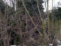 018 Budai Goldberger Károly